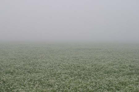 IMG_4455